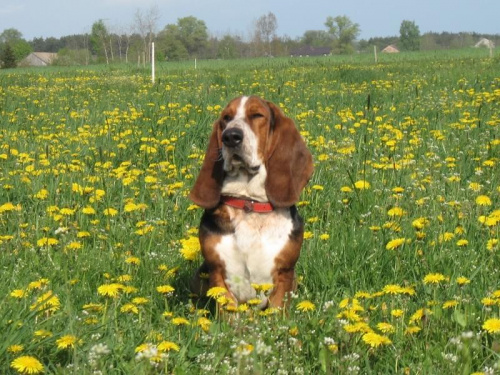 Chyba niedowidzę. #Basset #Ostrołęka #BassetHound #Boogie #pies