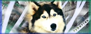 syberian_husky