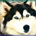 syberian_husky