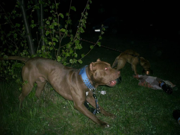 Pit bull Kraków 2008