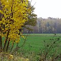 Koluszki, las, jesień, jesienna mgła #Koluszki #las #jesień #JesiennaMgła