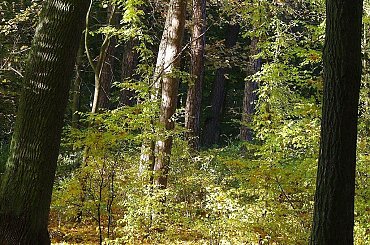 TORUŃ - PARK #FaunaIFlora