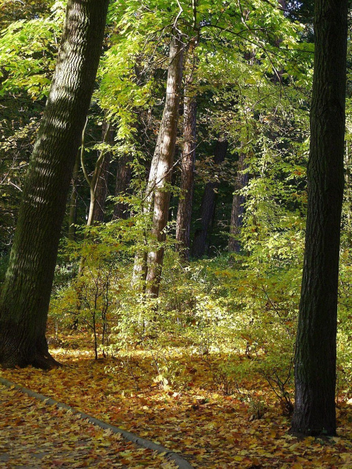 TORUŃ - PARK #FaunaIFlora