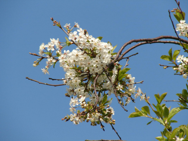 Kwitnąca jabłonka #natura #rośliny #drzewa #kwiaty