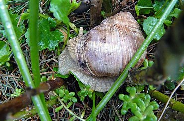 Miały takie tempo, że ledwo nadążyłam z fotografowaniem! #slimaki #WOgrodzie #roślinki #ZBliska