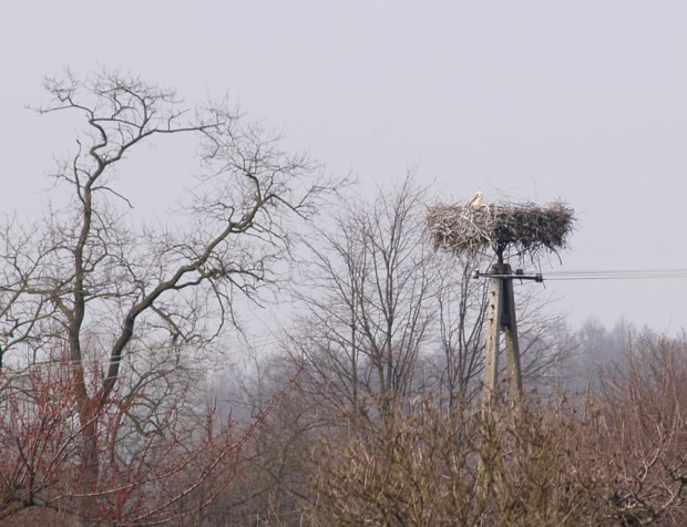 bocian #ptaki #natura #przyroda