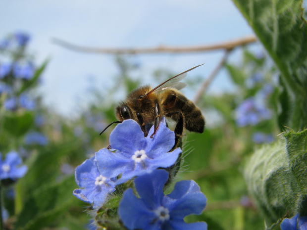 Pszczoła (Apis) #przyroda #natura #zwierzęta #owady #pszczoły #makrofotografia