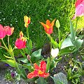 kwiatki w moim ogrodzie #kwiaty #natura #widoki