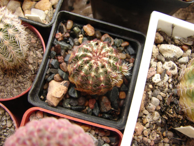 Echinocereus