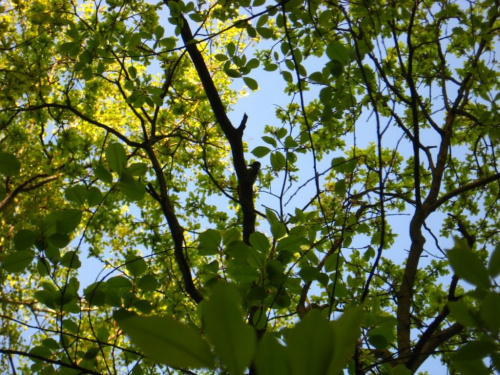 dzięcioł #las #drzewa #natura #widoki #ptaki