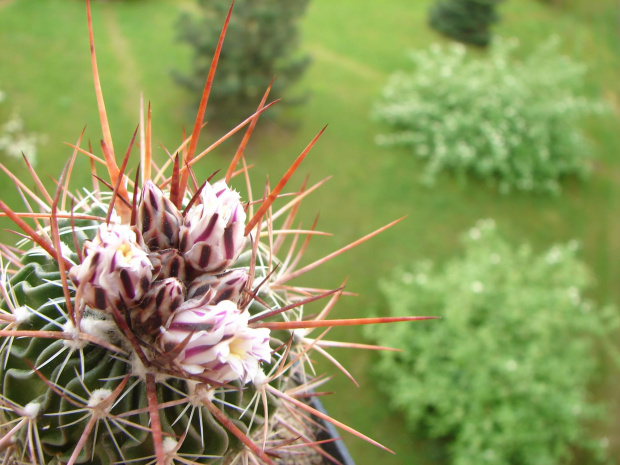 Echinofosulocactus