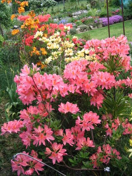 2008, azalie #wiosna #azalie #kwiaty #ogród