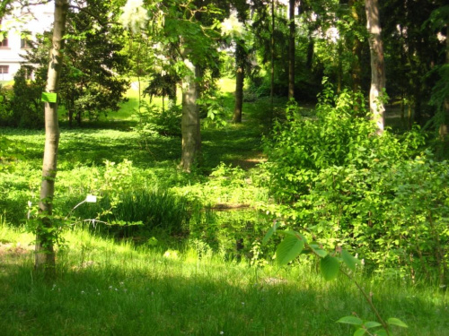 ogród dendrologiczny w P-ń #las #ogród #zieleń #widoki #stawy