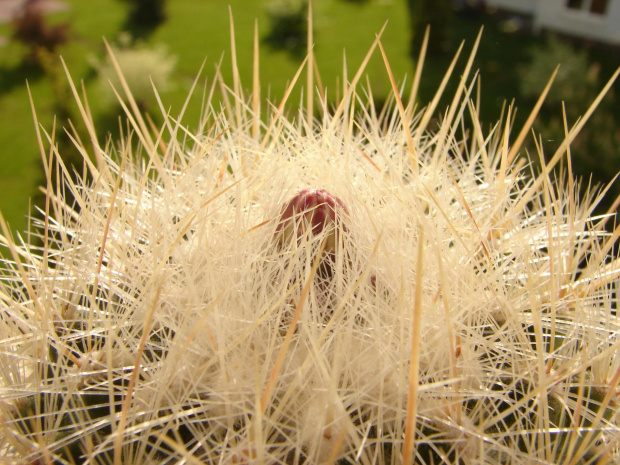 Thelocactus macdowelli