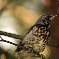 podobno samica kosa (Turdus merula)