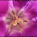 #tulipan #kielich #pyłek #słupek #płatki #wiosna #kwiat #ogród