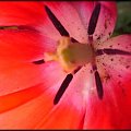 #tulipan #kielich #pyłek #słupek #płatki #wiosna #kwiat #ogród