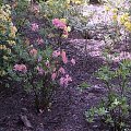 Różaneczniki, rododendrony, azalia
(Arboretum w Bolestraszycach)