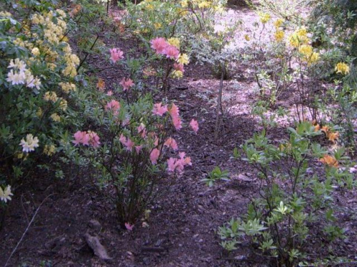 Różaneczniki, rododendrony, azalia
(Arboretum w Bolestraszycach)