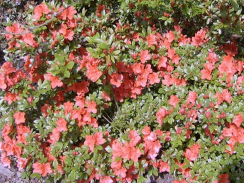 Różaneczniki, rododendrony, azalia (Arboretum w Bolestraszycach)