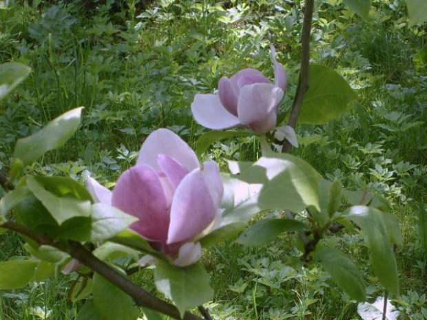 magnolia Arboretum w Bolestraszycach #BolestraszyceArboretumMagnolia