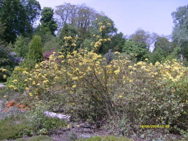 Różaneczniki, rododendrony, azalia (Arboretum w Bolestraszycach) #bolestraszyce #arboretum #magnolia