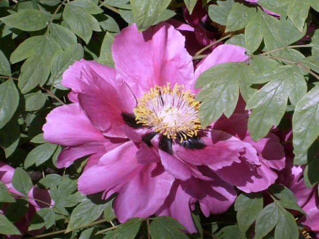 Piwonia krzewiasta
(arboretum w Bolestraszycach) #BolestraszyceArboretumPiwonia