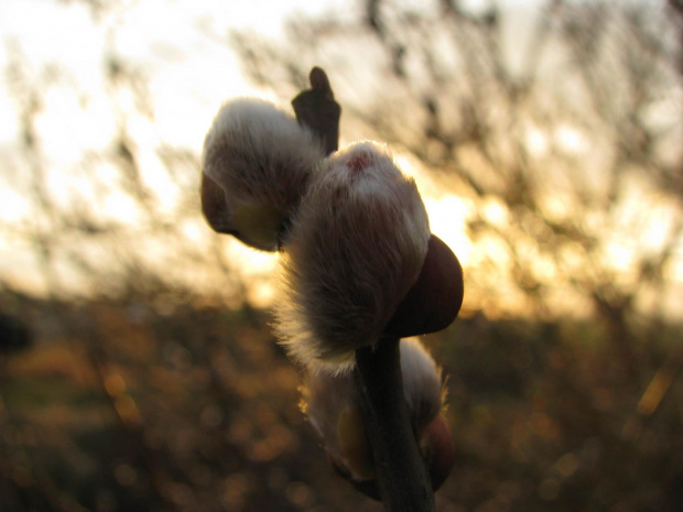 bazie #przyroda #natura #makrofotografia #rośliny