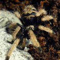 chromatopelma cyaneopubescens L2