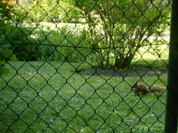 Wiewiórka w Ogrodzie Botanicznym na terenie Parku