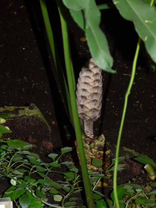 Warszawa-Ogród Botaniczny-18-05-2008.