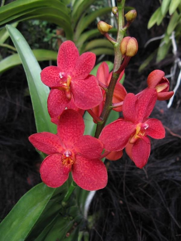 marzec 2008 #kwiaty #Singapur #orchidee #Azja