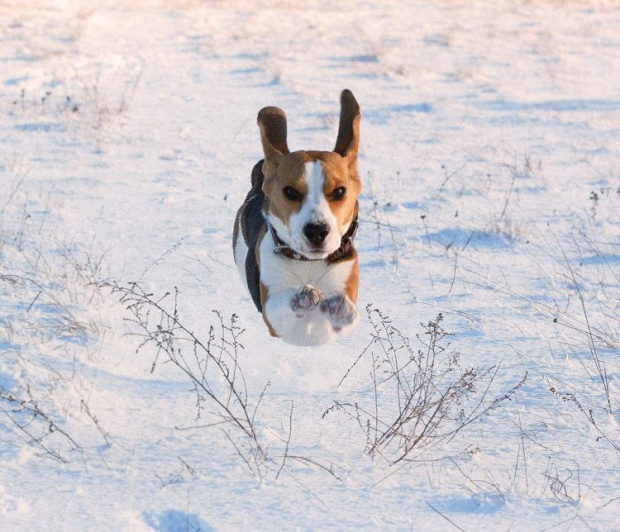 Toffi the beagle