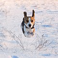 Toffi the beagle