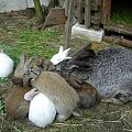 królasy tata i mama