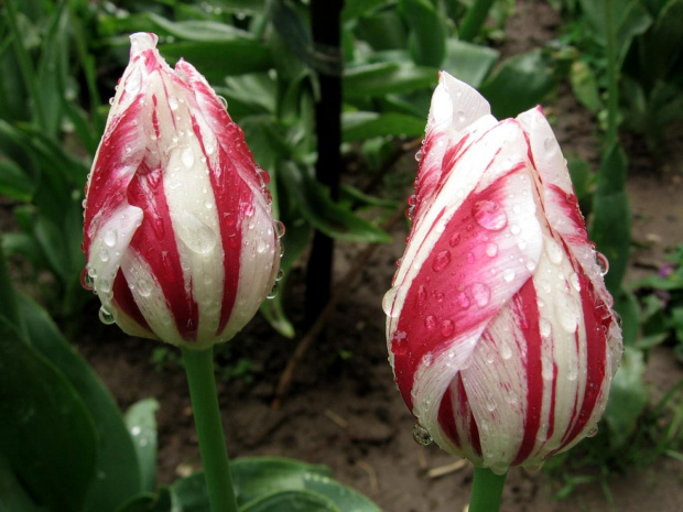 tulipany