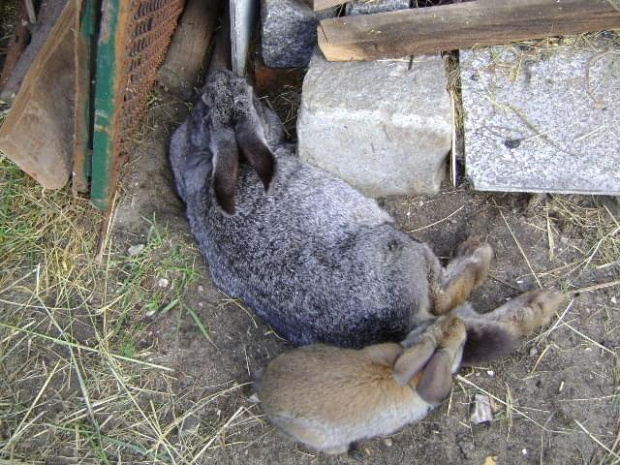 królasy tata i mama