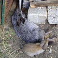 królasy tata i mama