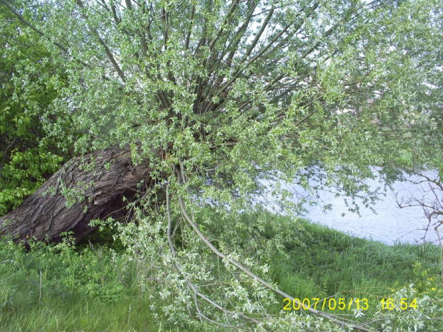 Drzewko nad rzeczką.