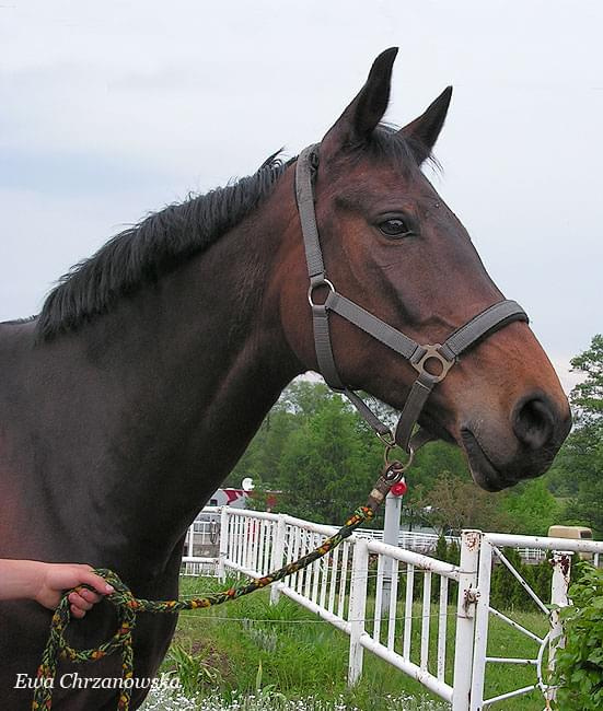 17.05.2008 Zawody w Stodołach