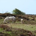 na Connemara