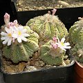 Aztekium ritteri