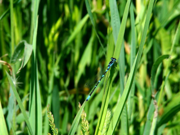 makro, ważka, owad