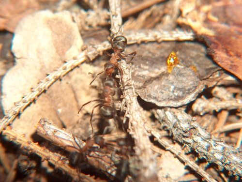 mrówki rudnice #przyroda #natura #zwierzęta #owady #mrówki #makrofotografia