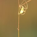 pająk kwietnik (Misumena vatia) #przyroda #natura #zwierzęta #owady #pająki #makrofotografia