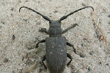 Zgrzypik twardziel (Lamia Textor) #ZgrzypikTwardziel #LamiaTextor