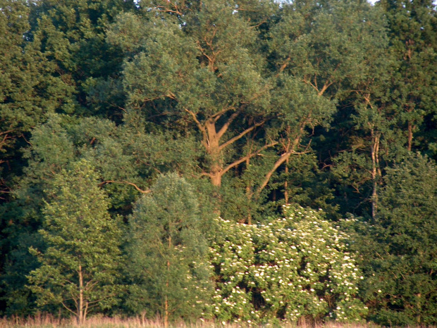 las #przyroda #natura #rośliny #botanika #las #drzewa