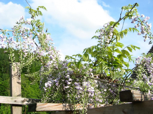 3-letnia wisteria :)