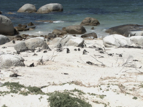 Plaża pingwinków:)