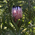 Protea